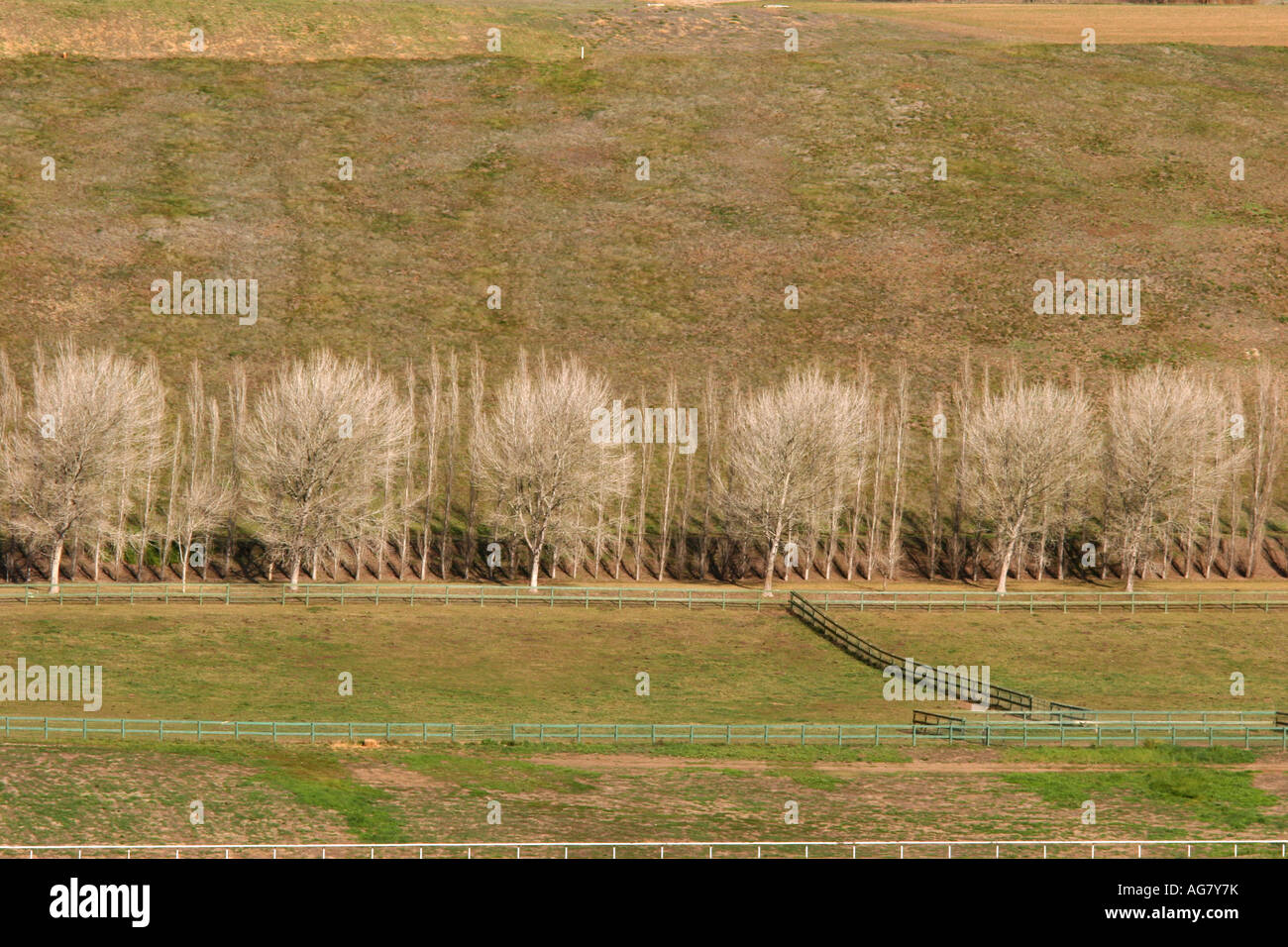 Rangée d'arbres en hiver dans la vallée de Santa Ynez Banque D'Images