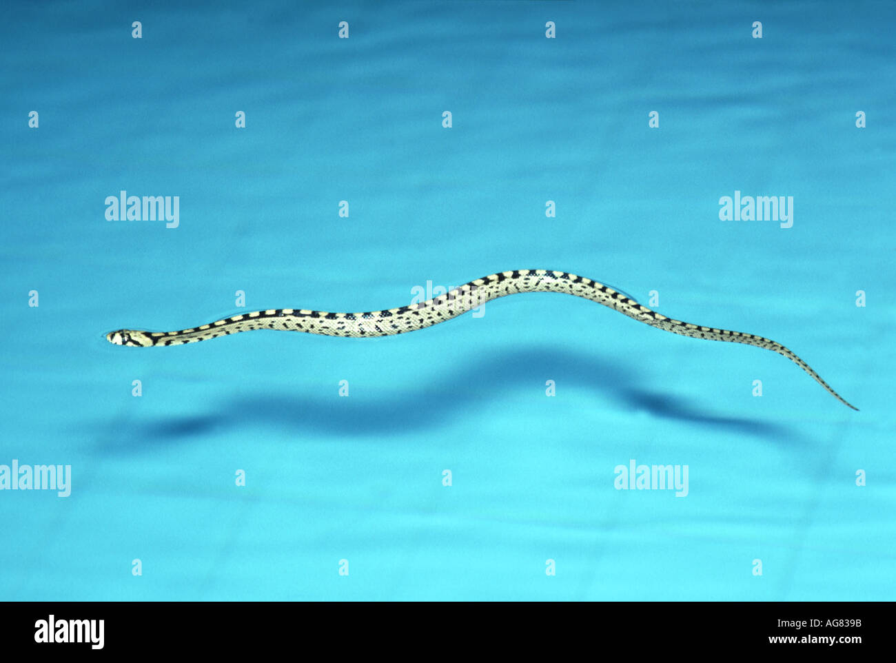 Rhinechis scalaris, serpent de l'échelle, Colubridae Banque D'Images