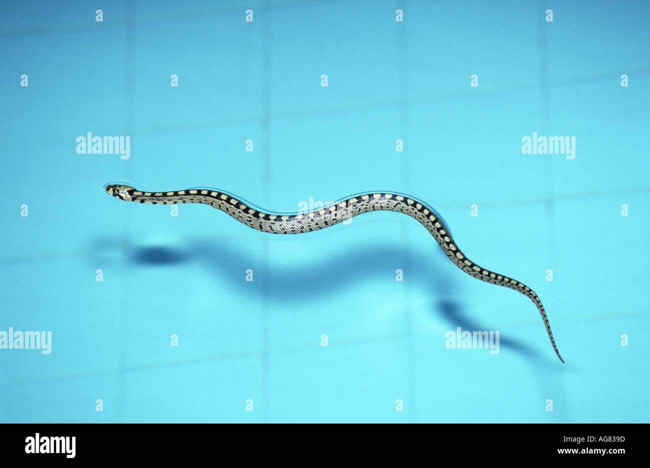 Rhinechis scalaris, serpent de l'échelle, Banque D'Images