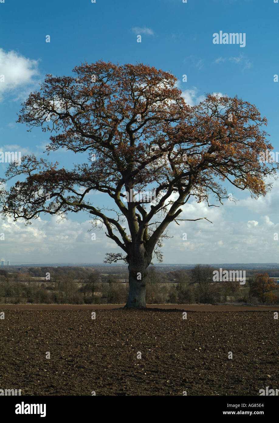 French Oak Tree Banque D'Images