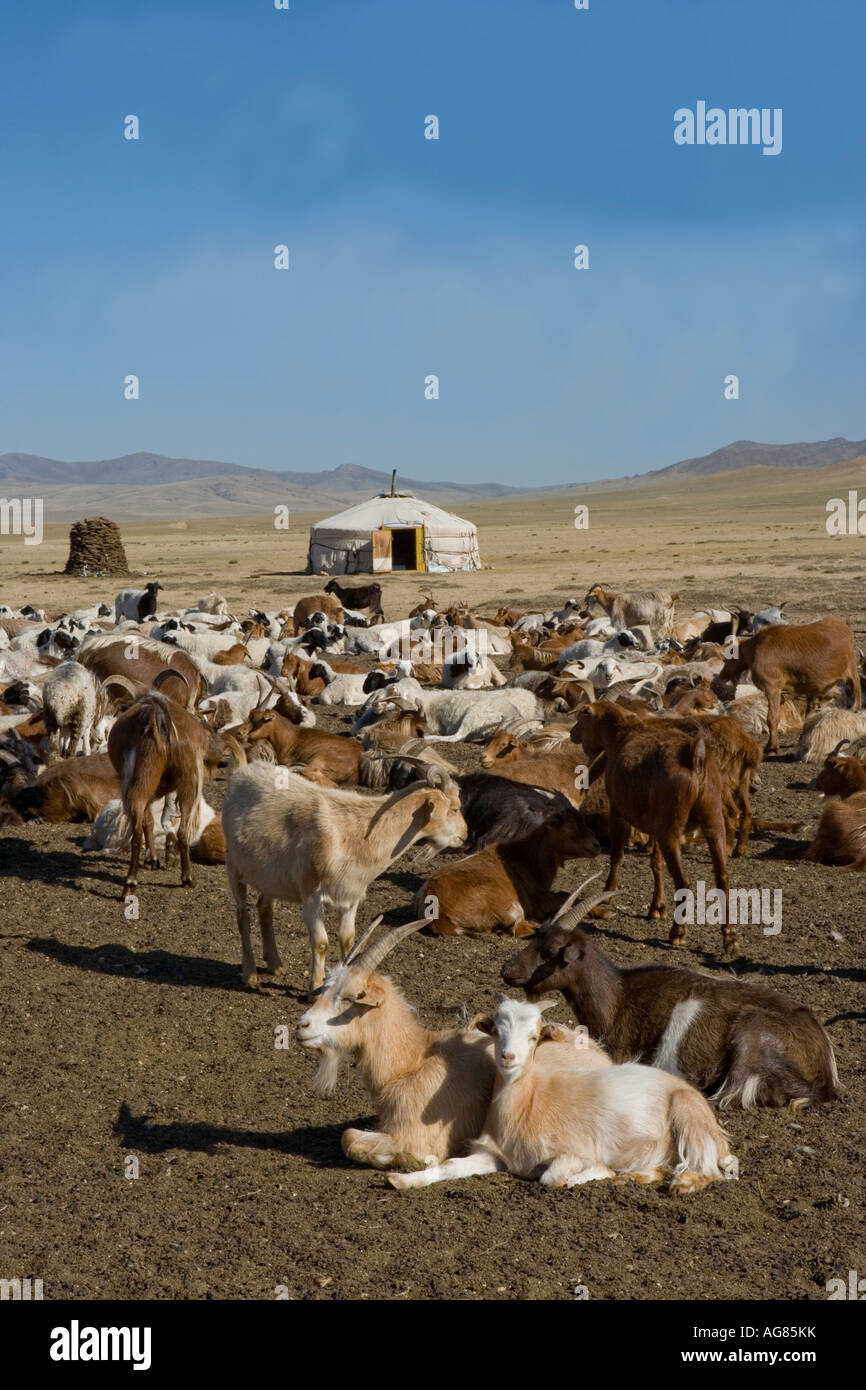 Les chèvres en face d'un ger dans le Parc National de Hustai Mongolie Banque D'Images