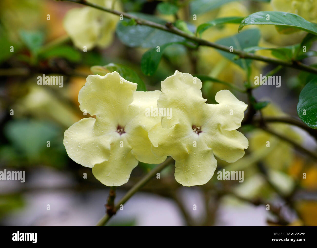 Brunfelsia americana "Dame de la nuit" Banque D'Images