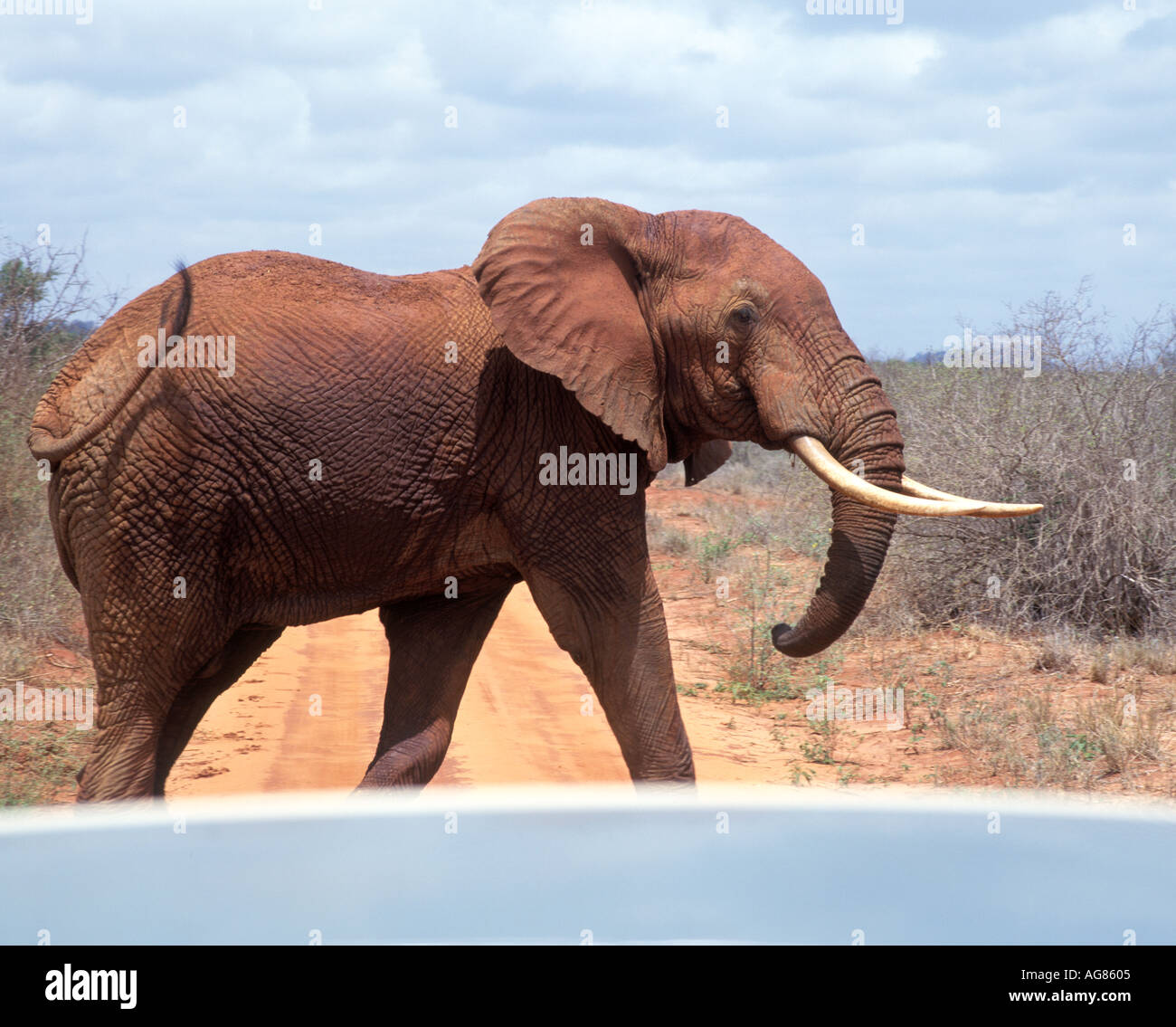 Vu de l'éléphant d'une jeep safari Banque D'Images