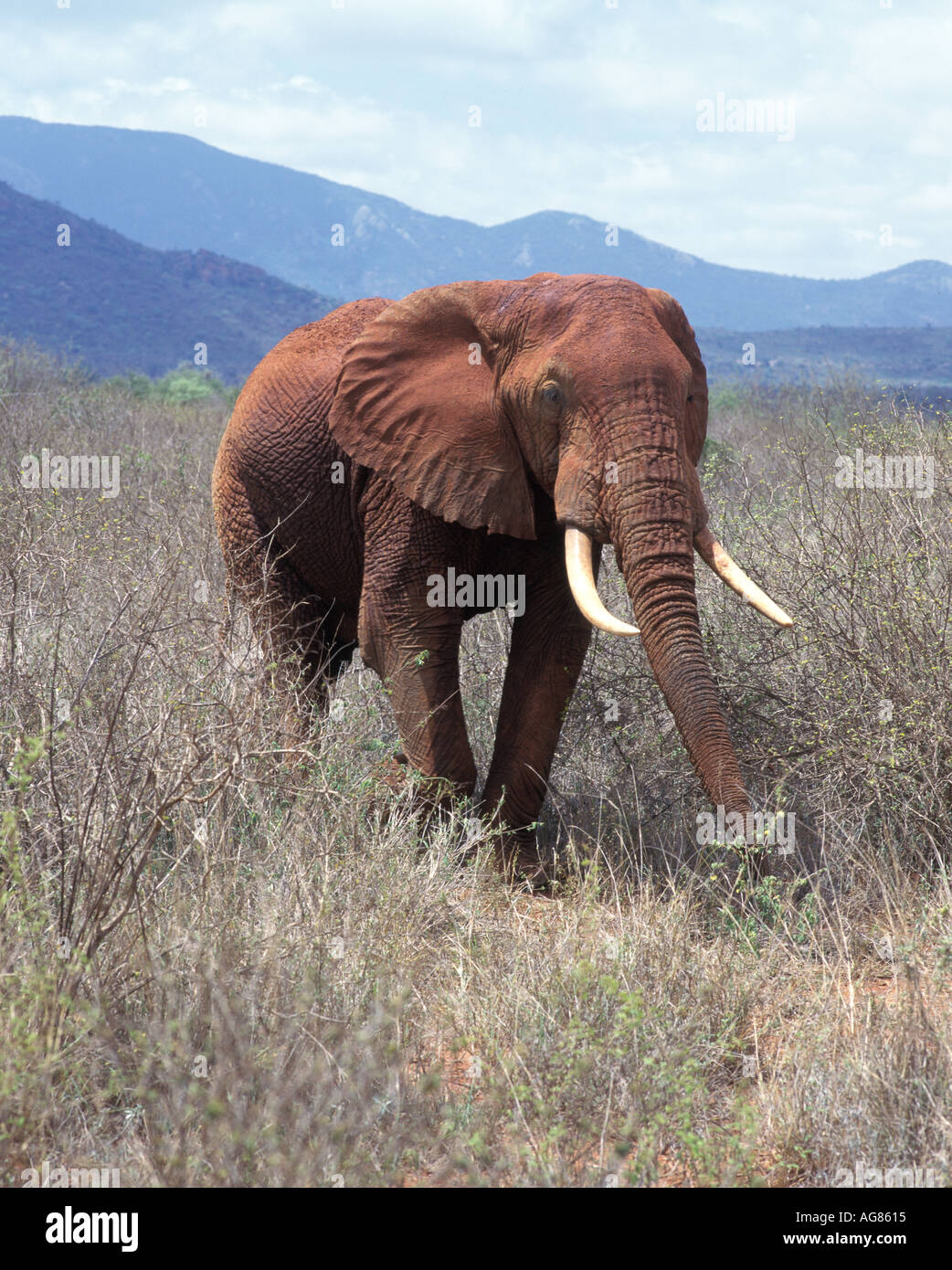 Dans l'éléphant d'Afrique Kenya Banque D'Images