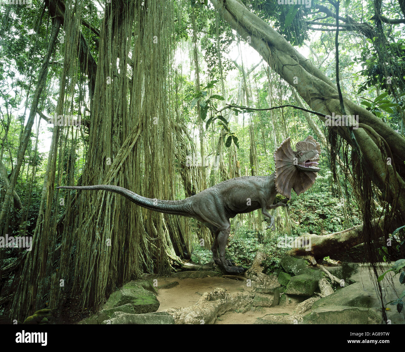 Dilophosaurus (le "pitter") dinosaure dans un environnement de jungle tropicale Banque D'Images