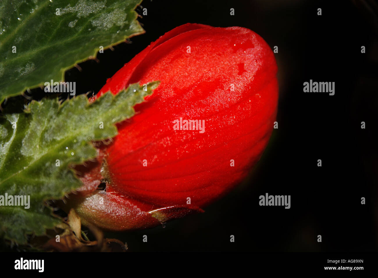 Bégonia tubéreux Begonia tuberhybrida cultorum Banque D'Images