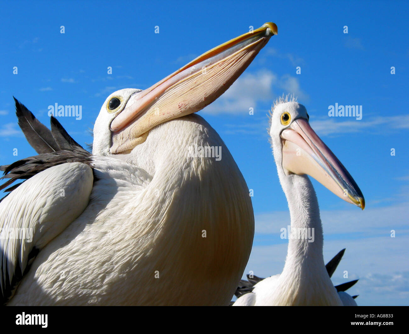 Big Boy et M. Percival Pelecanus conspicillatus Pélican australien Australie Australie du Sud la faune numérique haute résolution c Banque D'Images