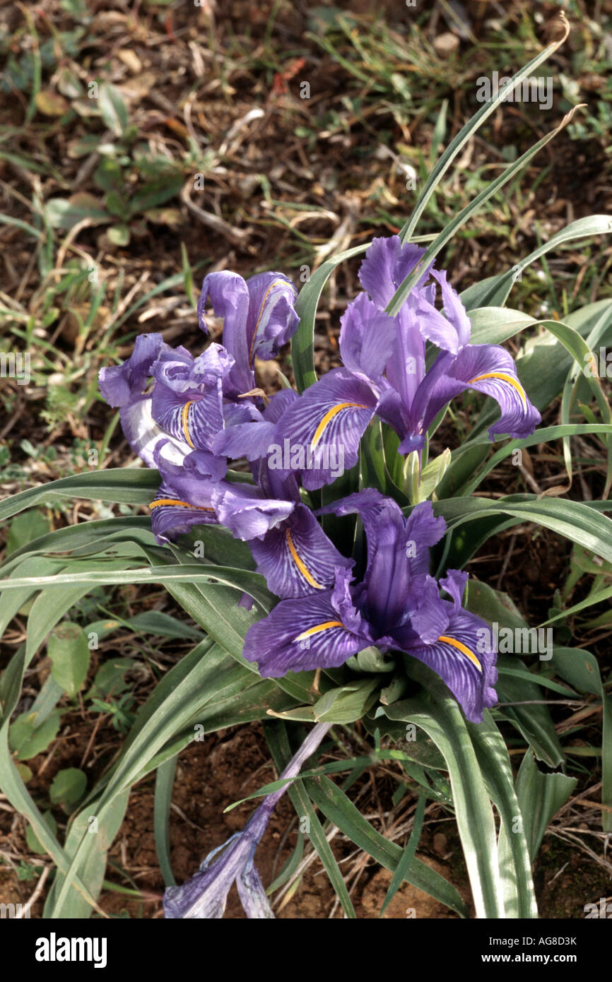 Iris à feuilles planes (Iris planifolia), de plantes fleuries, Andalousie, Espagne Banque D'Images