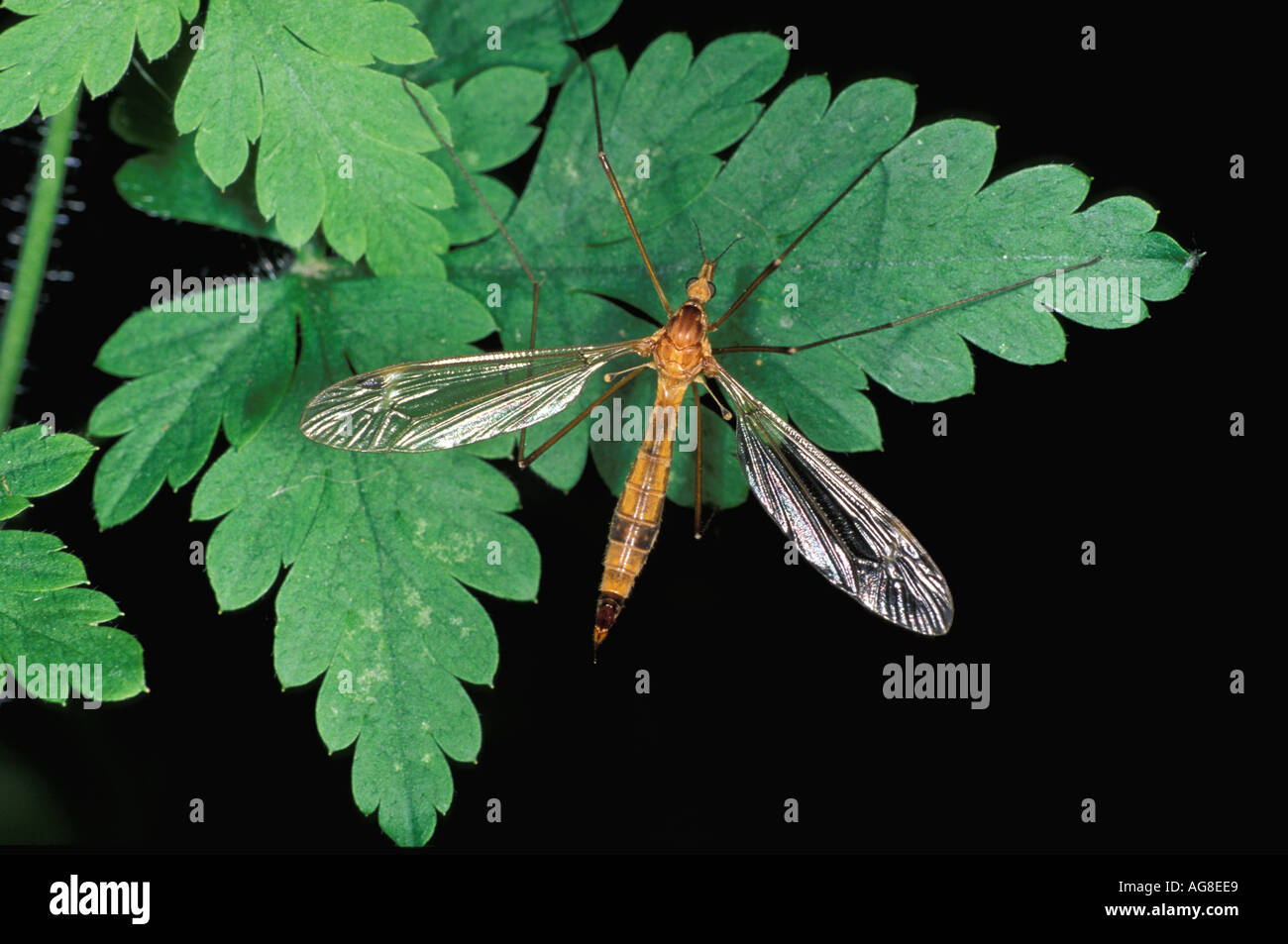 Cranefly Banque D'Images