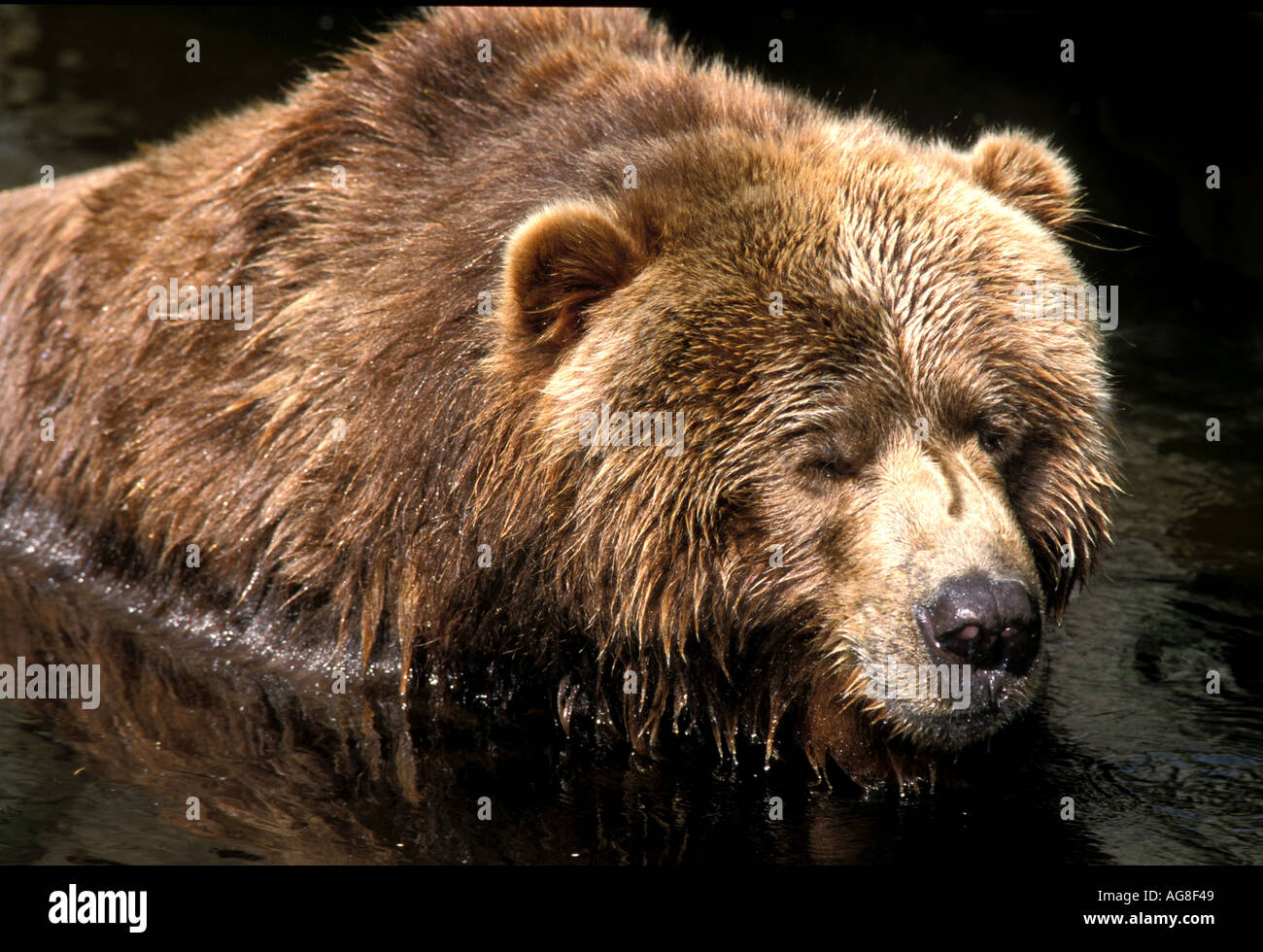 L'ours Kodiak (Ursus arctos middendorffi Banque D'Images