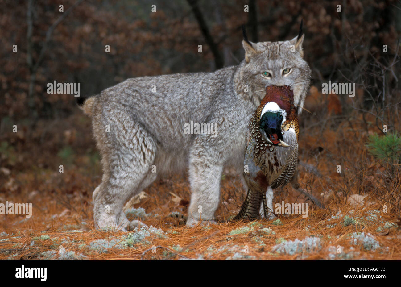 Lynx Lynx canadensis Minnesota USA avec faisan proie Banque D'Images