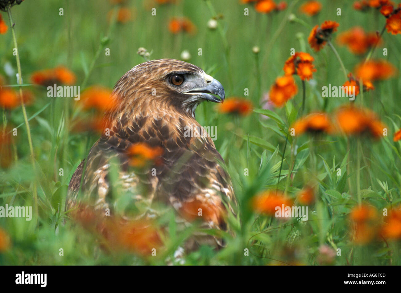 Le rouge queue rousse Buteo jamaicensis Banque D'Images