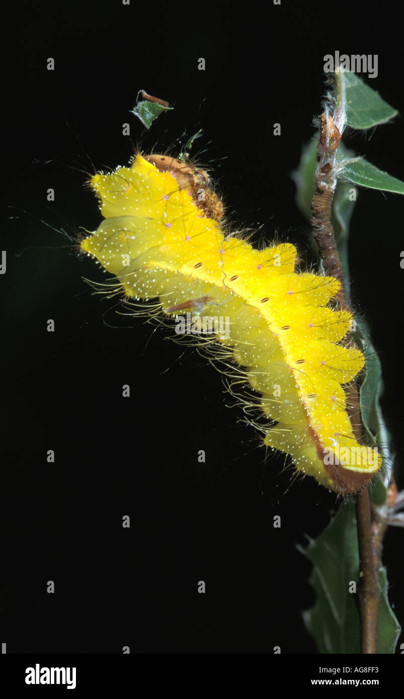 Chêne chinois Caterpillar Silkmoth Antheraea pernyi Thaïlande Banque D'Images