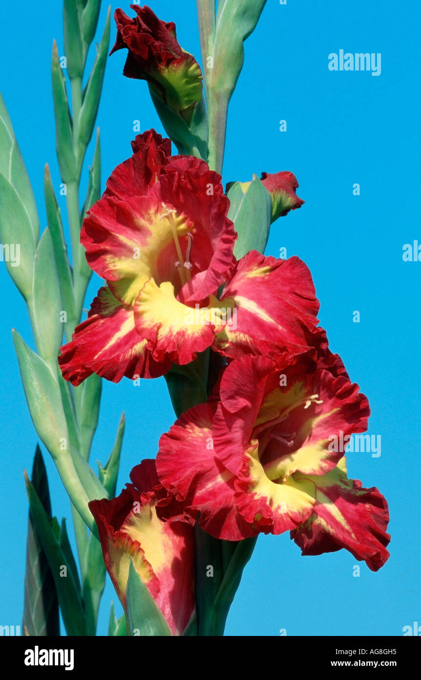 Glaïeul (Gladiolus gandavensis /) Banque D'Images