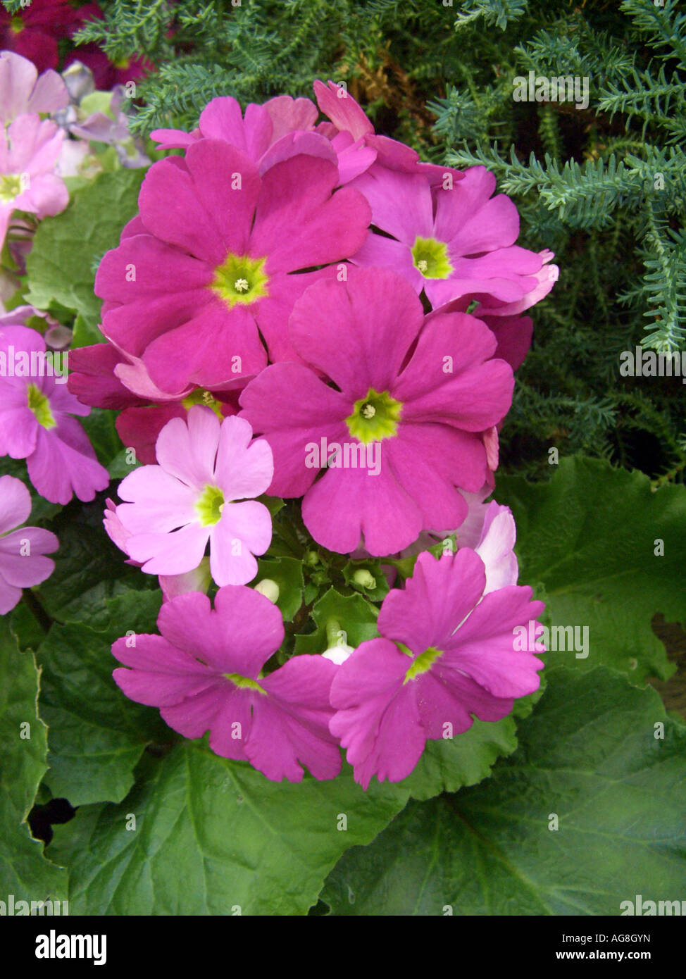 Primerose allemand, Poison (Primula obconica Primerose), blooming Banque D'Images
