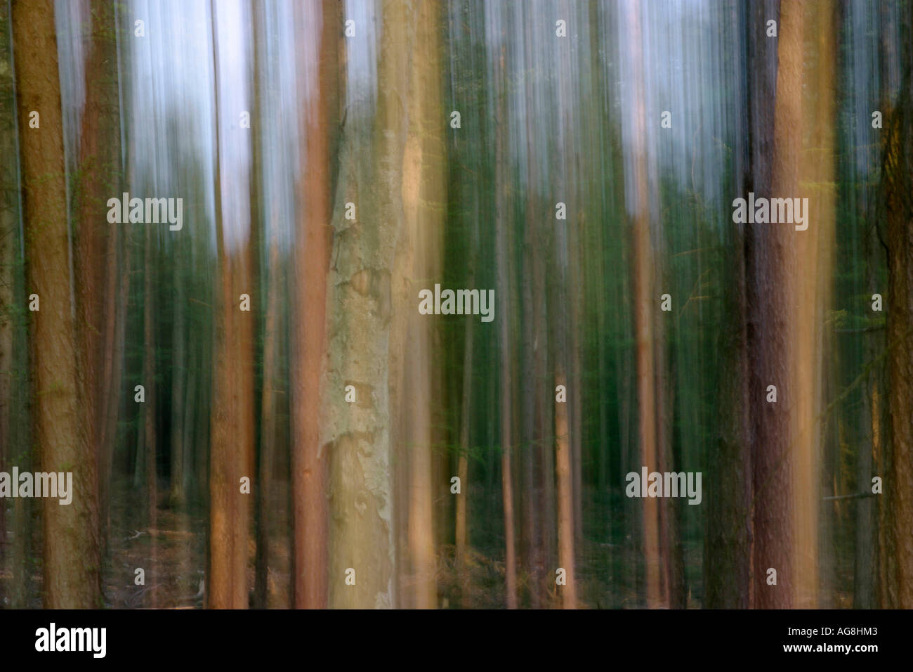 La Forêt de conifères, Allemagne Banque D'Images