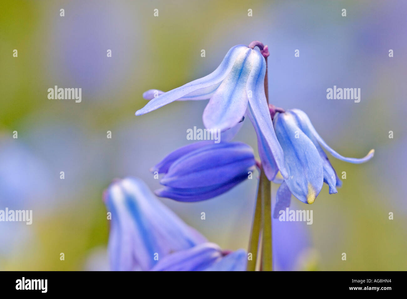 Squill sibérien / (Scilla sibirica) Banque D'Images