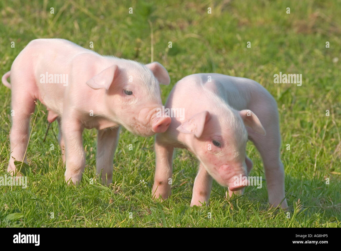 Les porcs domestiques, les porcelets Banque D'Images