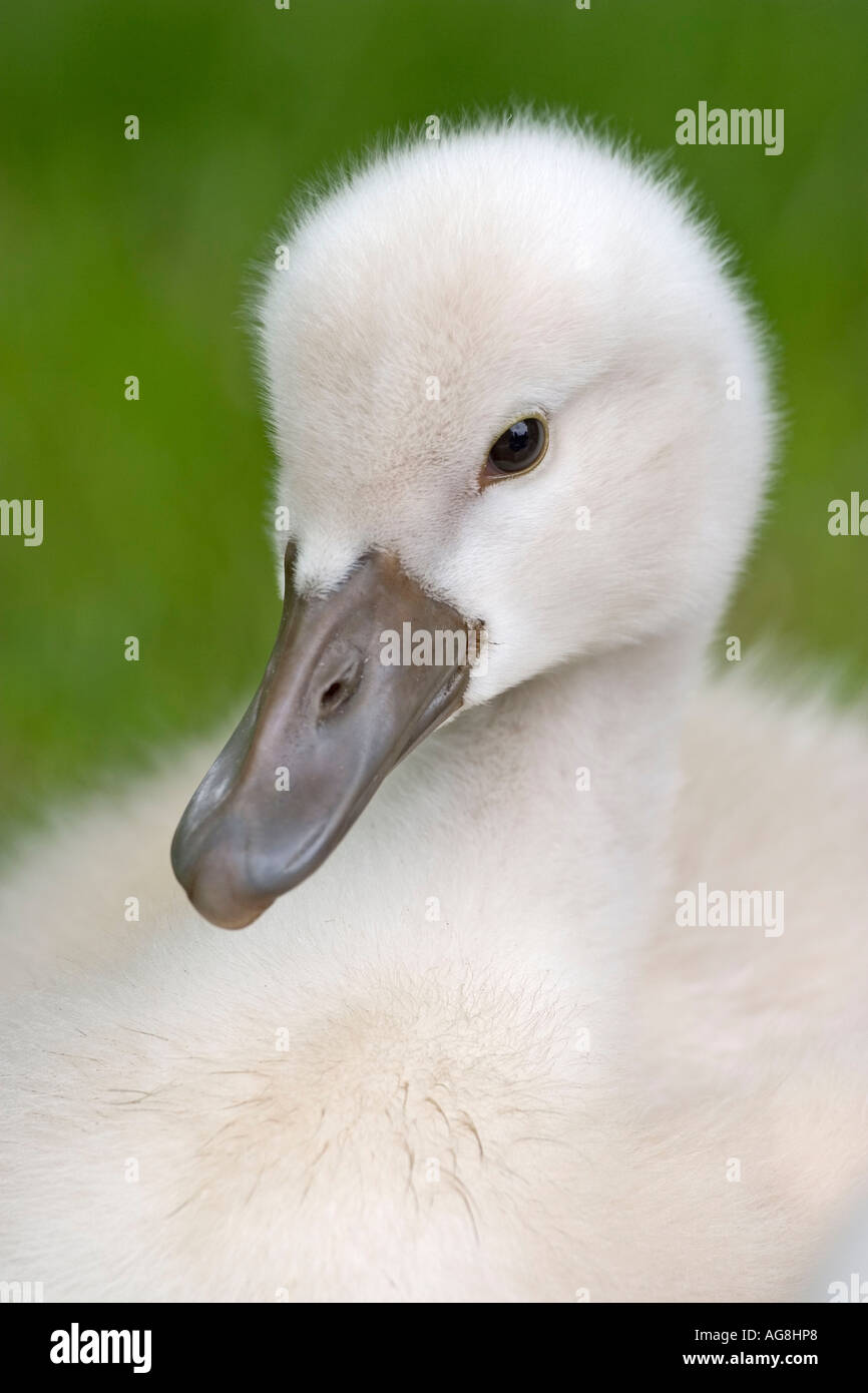 Cygne muet, Poussin, / (Cygnus olor) Banque D'Images