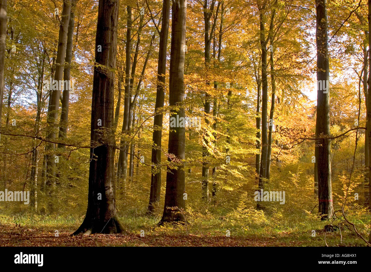 Forêt de hêtres en automne, Rhénanie-du-, Allemagne / (Fagus sylvatica) Banque D'Images