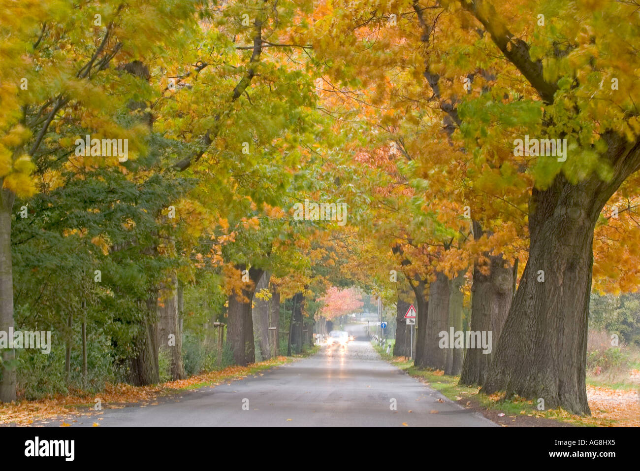 Avenue de l'automne, Bielefeld, Rhénanie-du-, Allemagne Banque D'Images