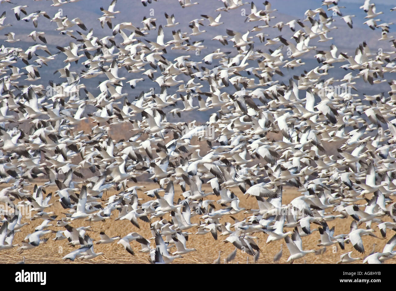 Des Neiges, Bosque del Apache, New Mexico, USA / (Anser caerulescens) Banque D'Images