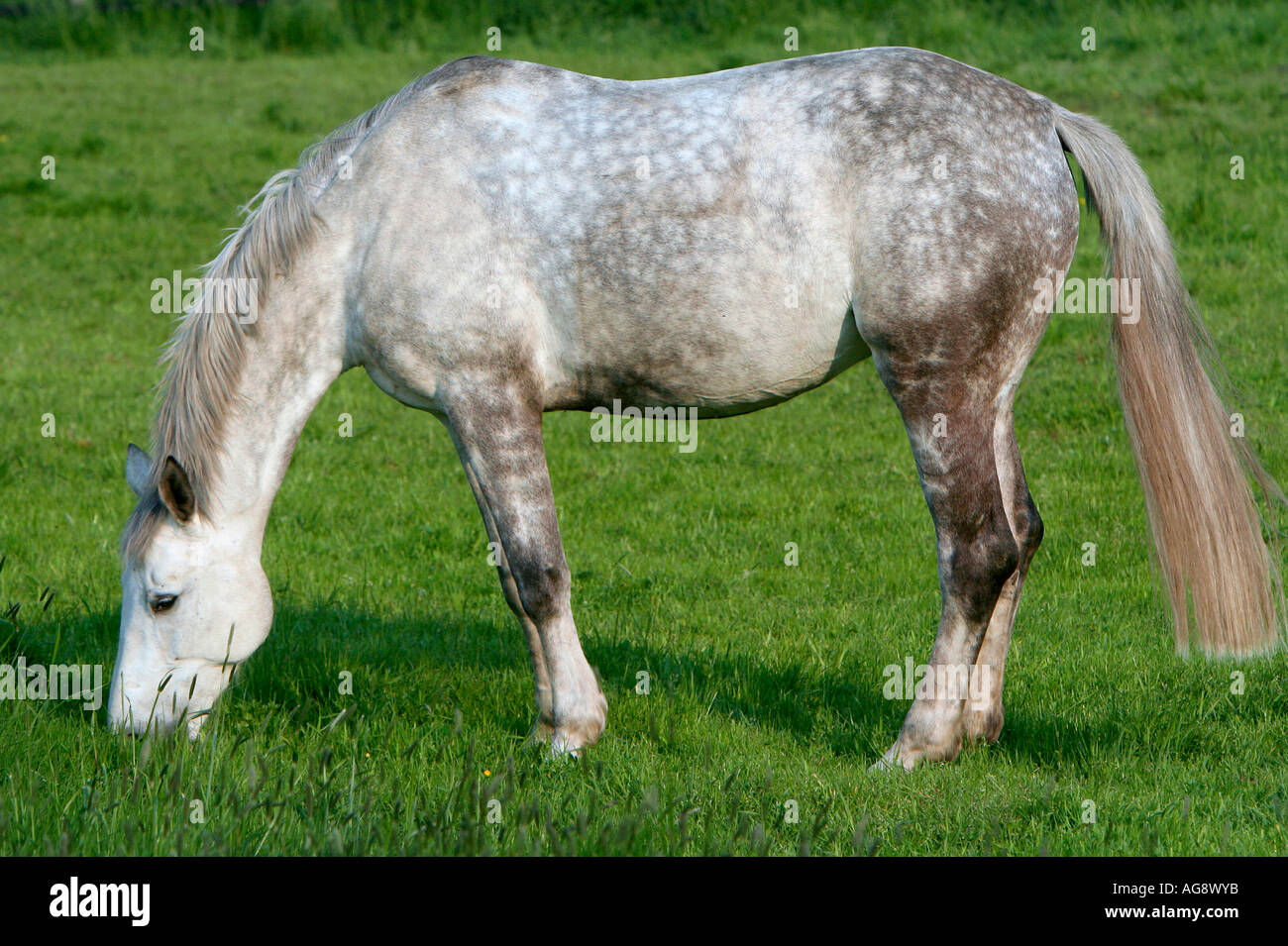 Cheval gris pommele Banque de photographies et d’images à haute résolution Alamy
