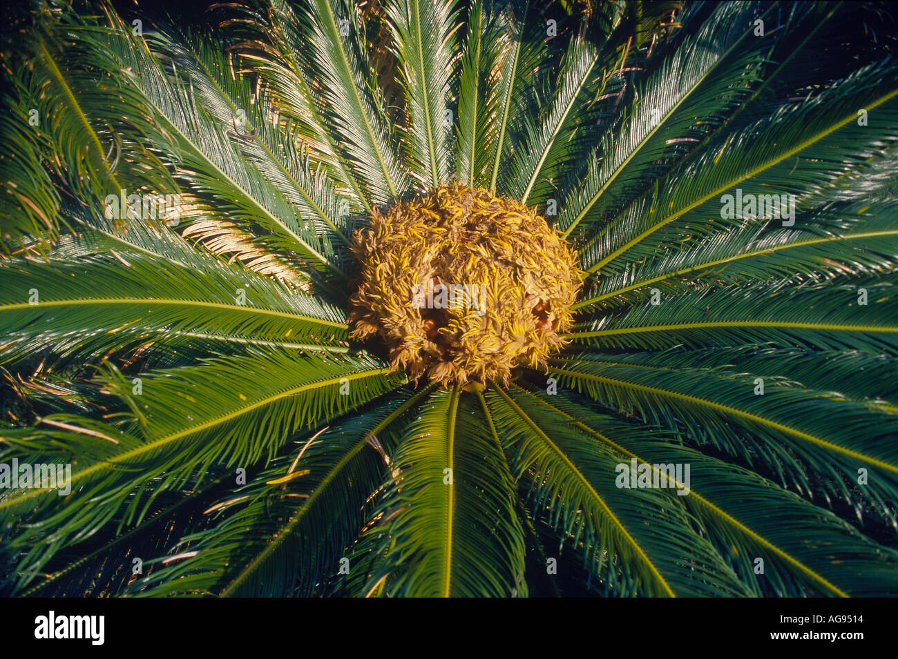 CYCAD Bermuda Banque D'Images