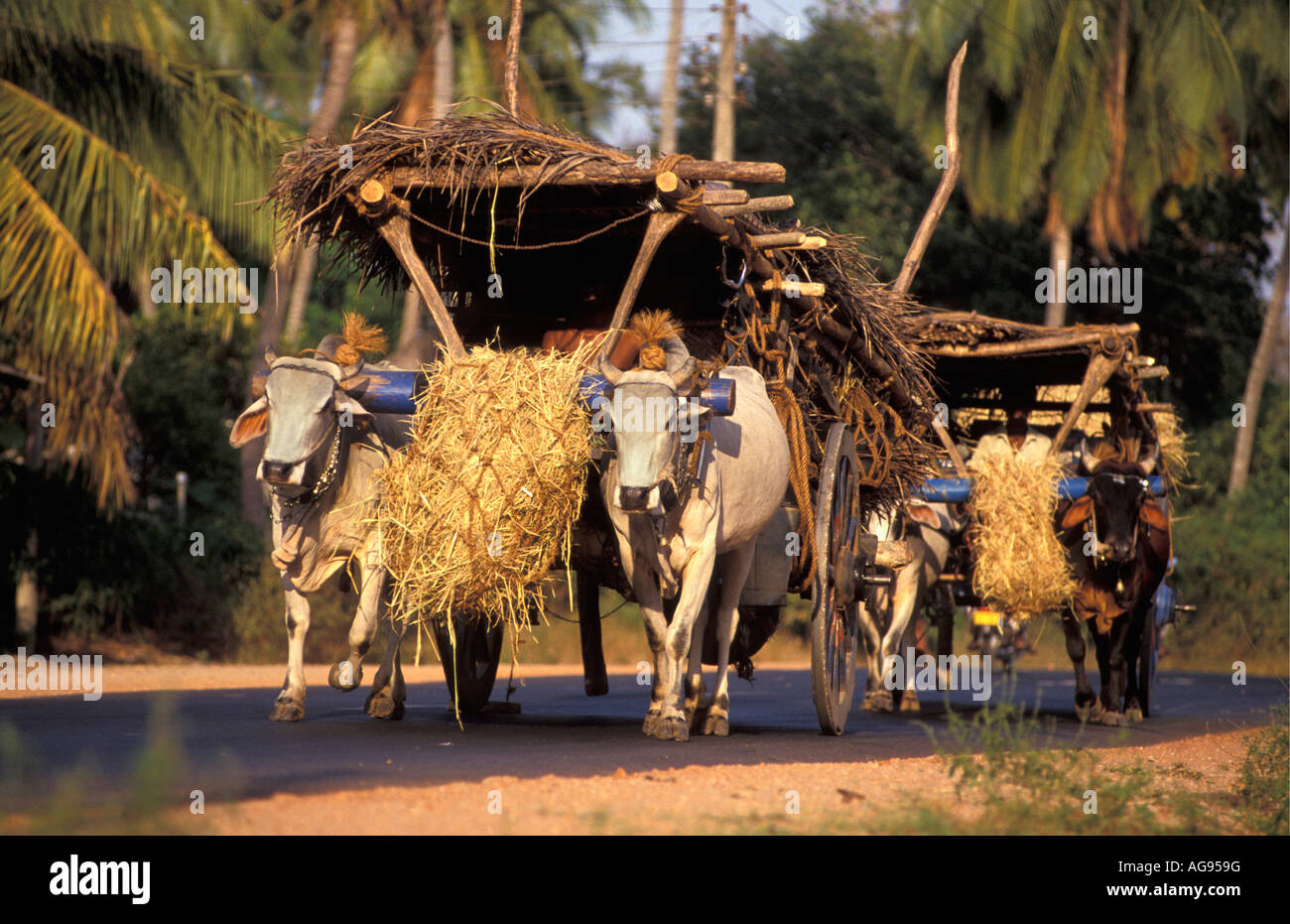 Sri Lanka Anuradhapura à boeufs transportant hay Banque D'Images
