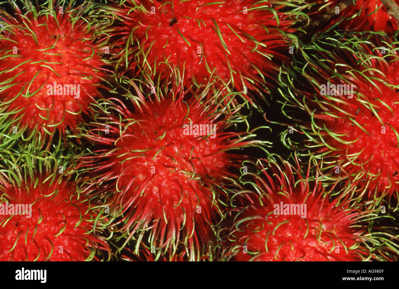 Fruit de ramboutan Banque D'Images