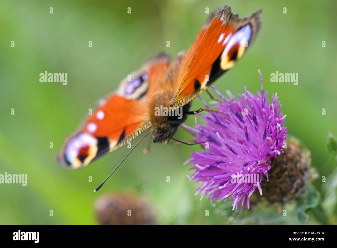 European peacock butterfly on flower Banque D'Images