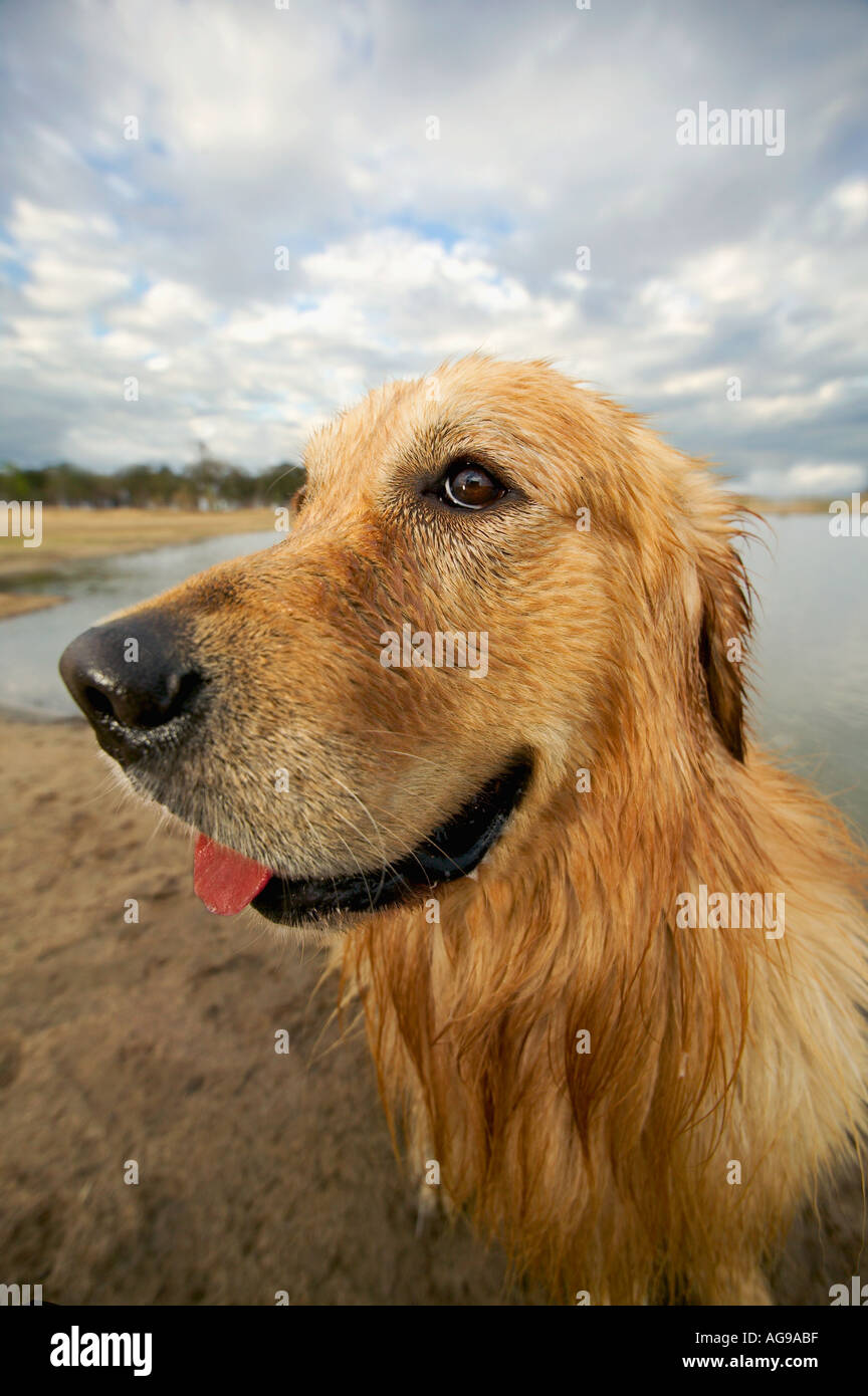 Chien golden retriever du Labrador publié Propriété Banque D'Images