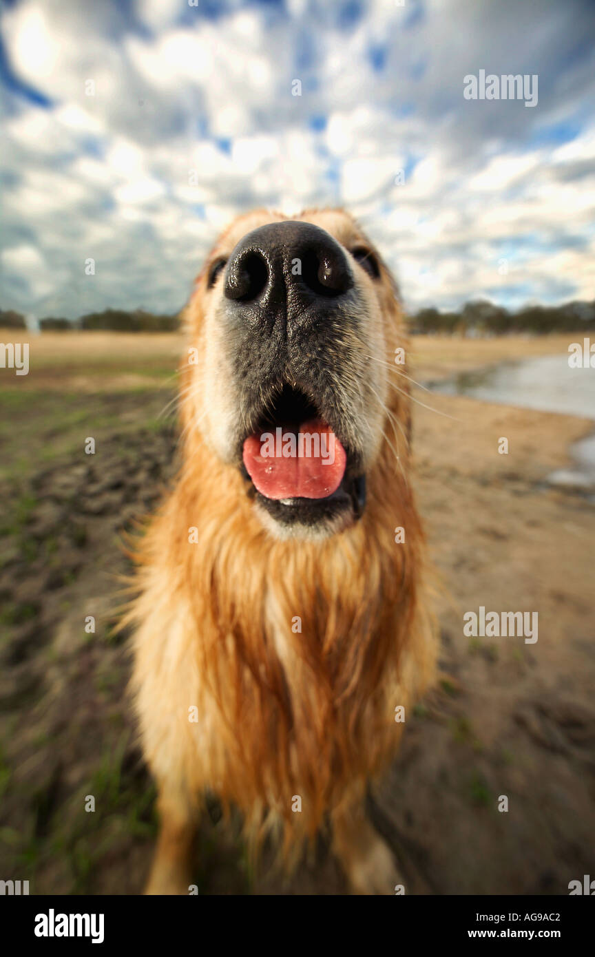 Chien golden retriever du Labrador publié Propriété Banque D'Images