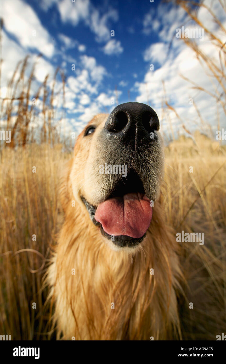 Chien golden retriever du Labrador publié Propriété Banque D'Images