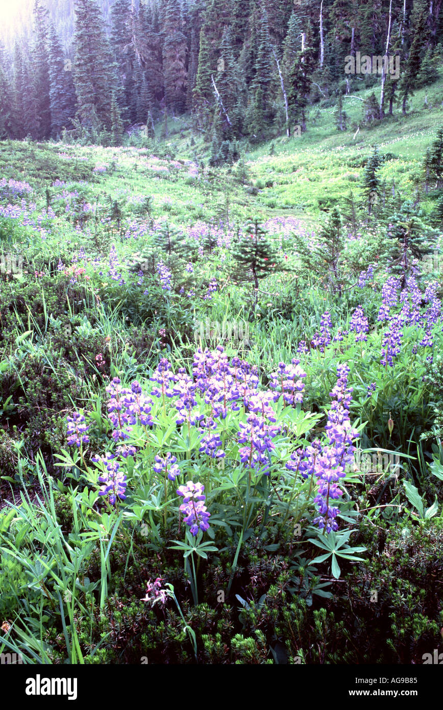 Pré de fleurs sauvages de montagne mt rainier national park washington Banque D'Images