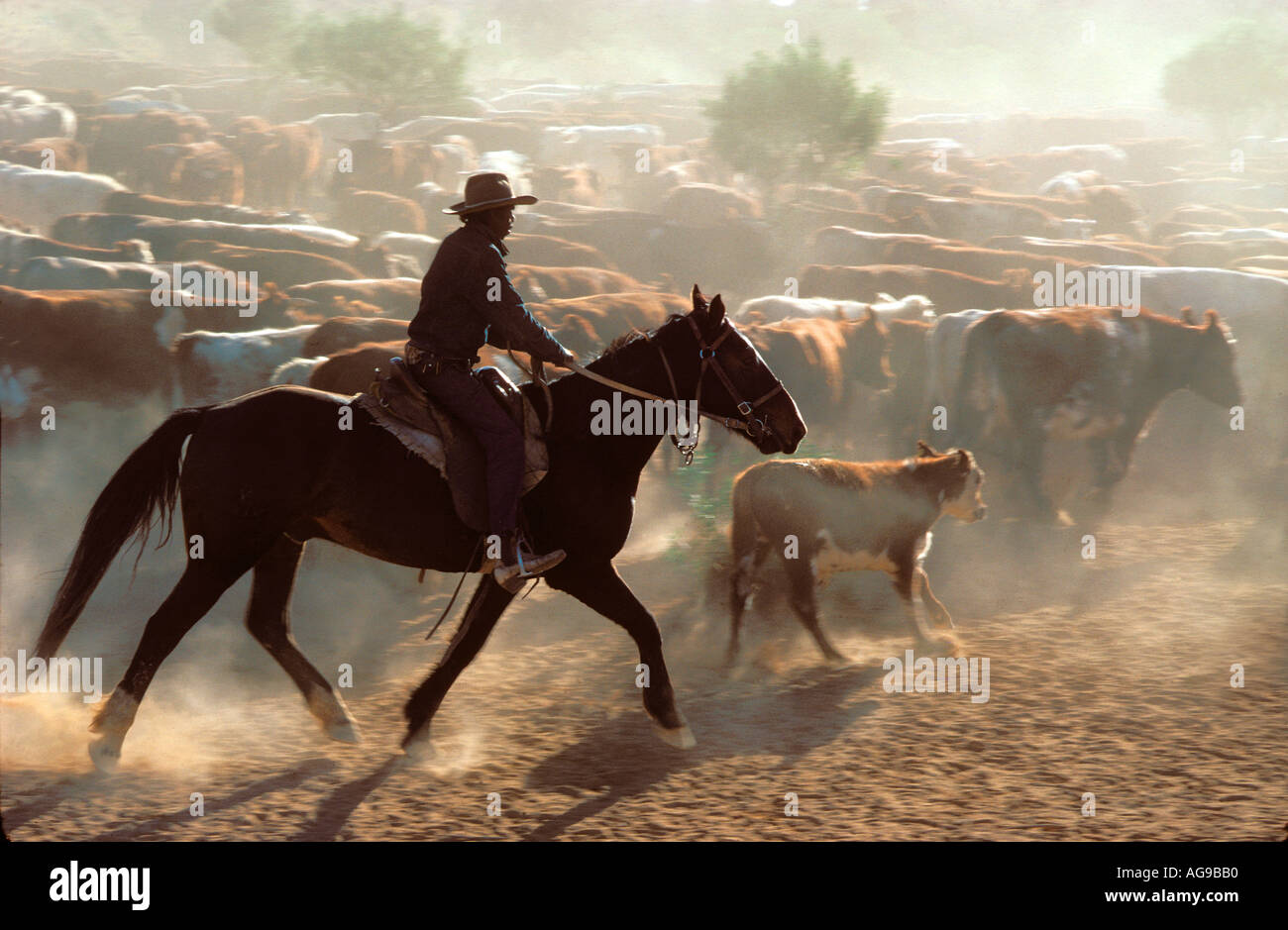 Australian Aboriginal cowboy sonnerie bovins arrondis en Australie centrale Banque D'Images