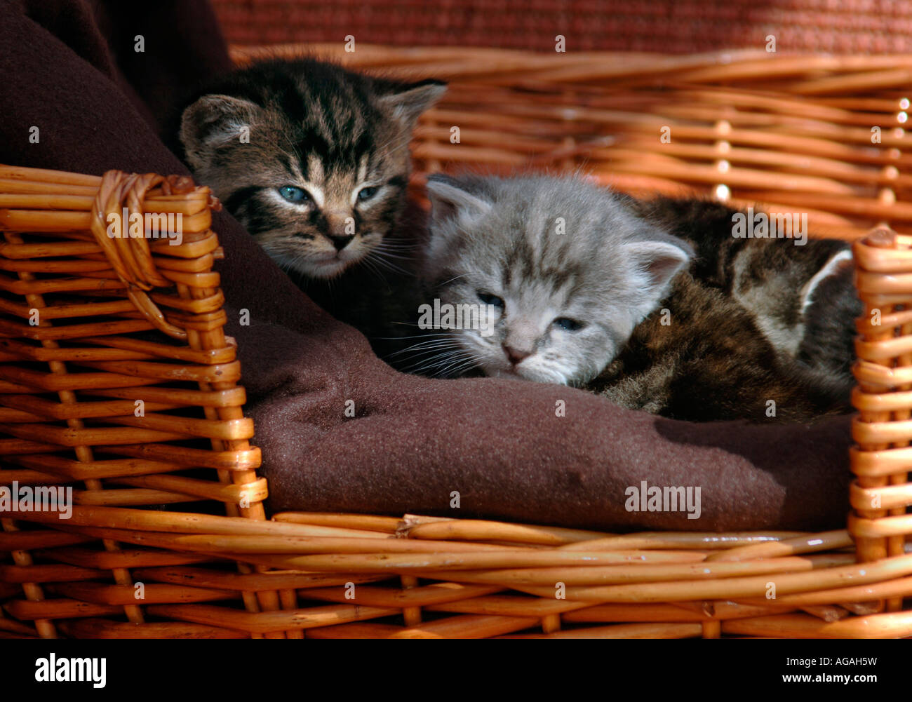 Chatons Dans Un Panier Banque D'Images