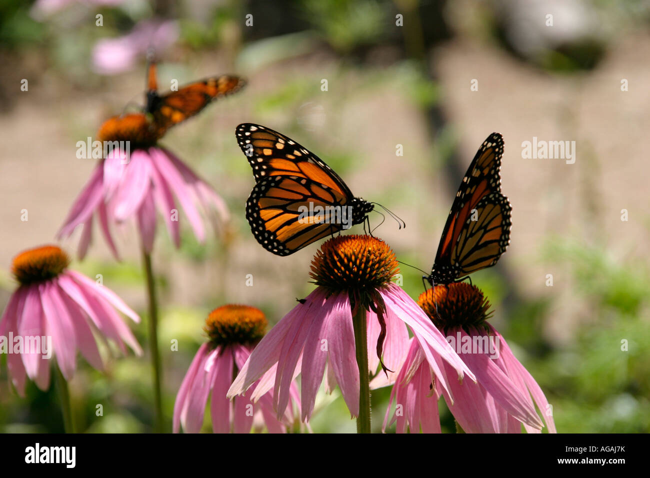 Le Monarque Danaus plexippus également connu sous le nom de Wanderer papillon sur un Coneflowers Echinacea purpurea Banque D'Images