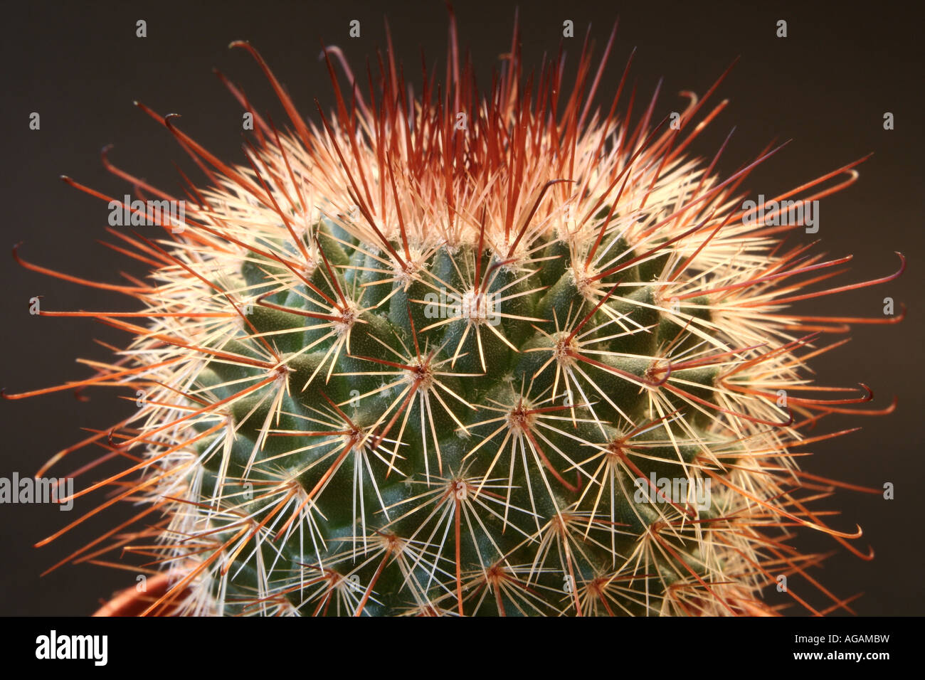 Une macro d'un cactus aiguilles rouges Banque D'Images