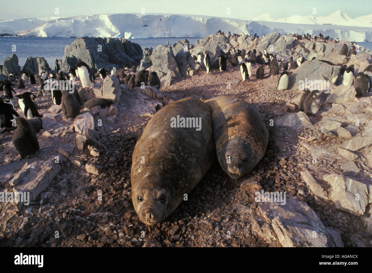 L'antarctique des éléphants de mer Mirounga leonina et manchots adélies Pygoscelis adeliae et jeunes reproducteurs sur site de nidification sur la roche Banque D'Images