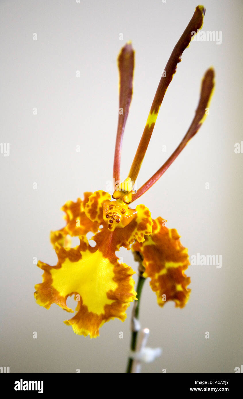 Psychopsis papilio orchidées lors d'une exposition à la ville de Panama Amérique Centrale Banque D'Images