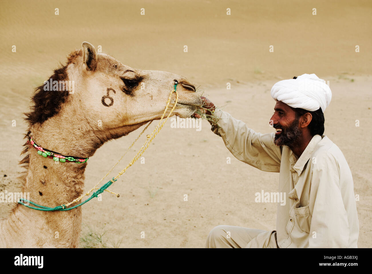 Camel être nourris par sa propriétaire grand désert de Thar Rajasthan Inde Parution Modèle Banque D'Images