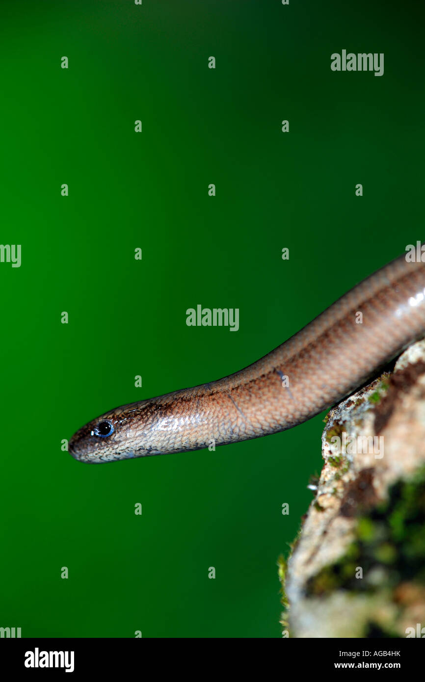 LUCIÓN Anguis fragilis Asturias España Banque D'Images