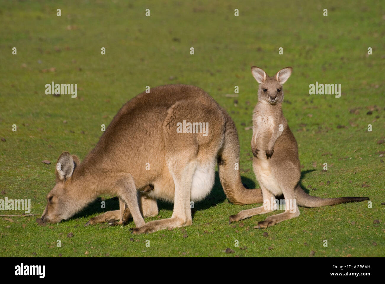 Un Wallaby roux avec un jeune joey d'alimentation Banque D'Images