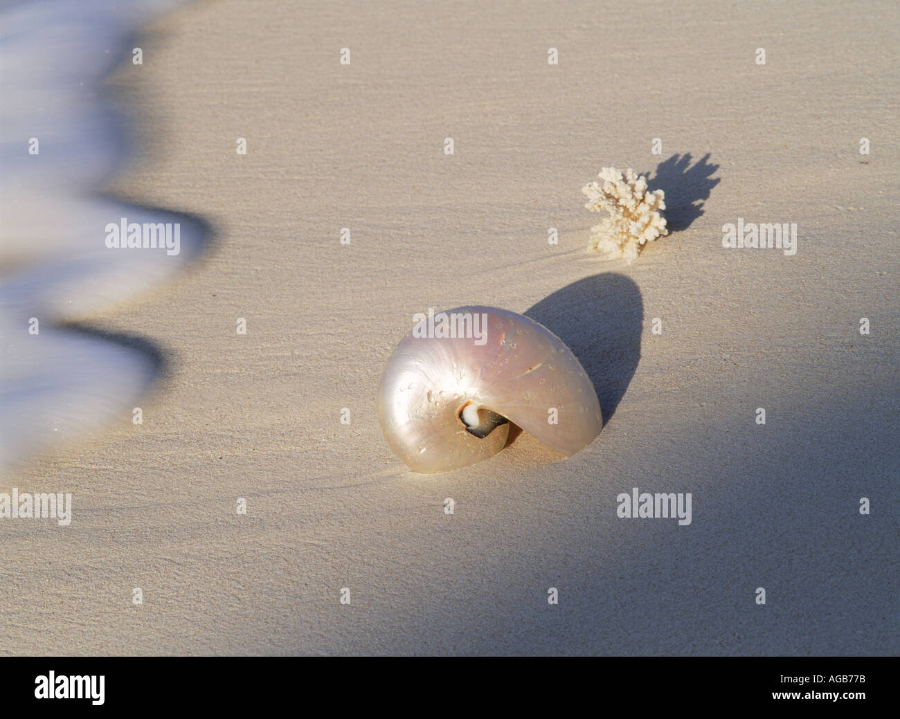 Nautilus shell sur vague balayé sandy shore Banque D'Images