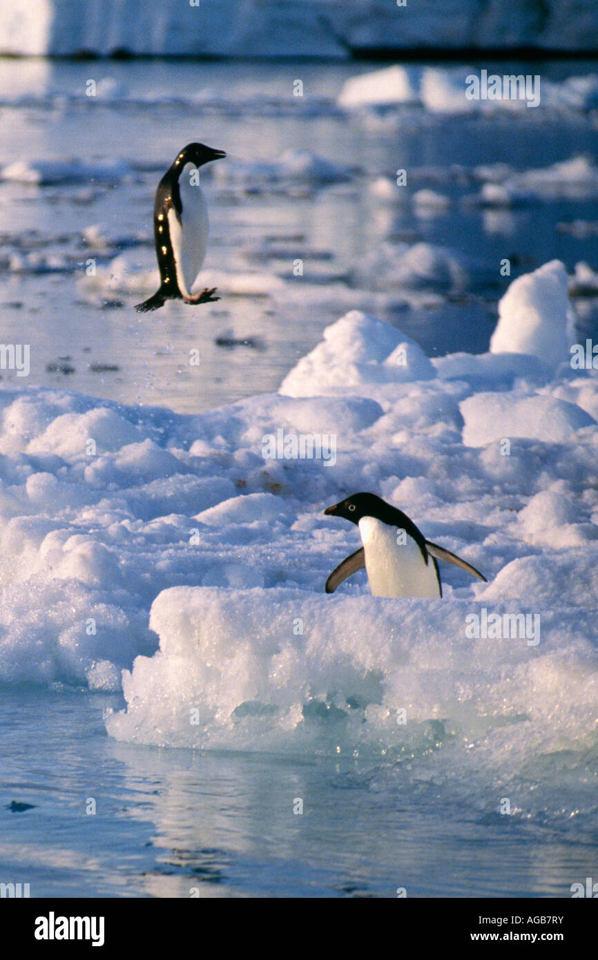 L'antarctique manchots adélies Pygoscelis adeliae landing ou sauter sur la banquise Banque D'Images