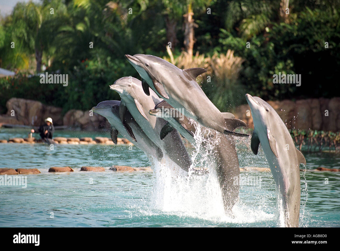 Effectuer les dauphins à Discovery Cove en Floride USA Banque D'Images