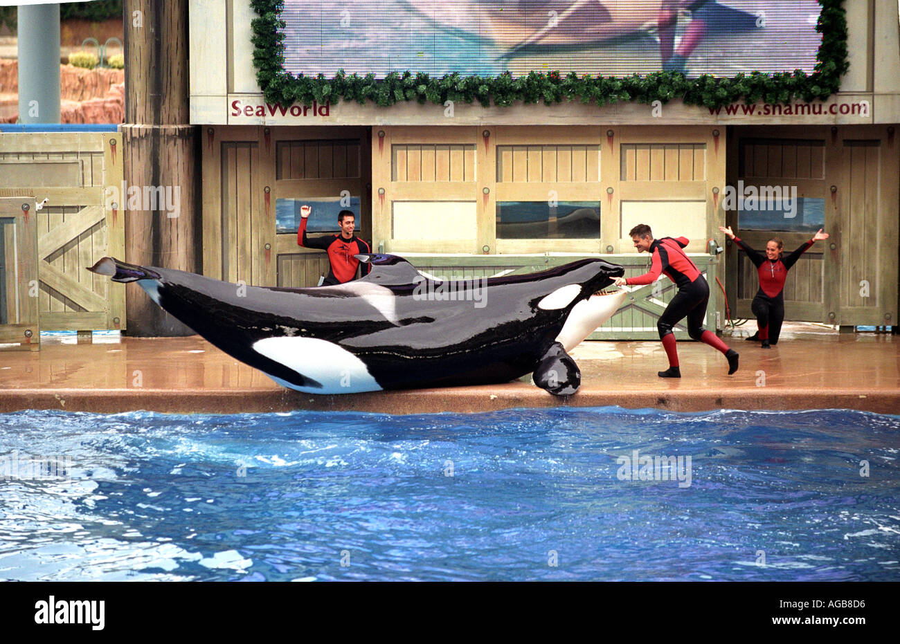 L'Orque Shamu Show à SeaWorld en Floride USA Banque D'Images