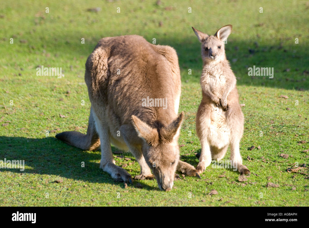 Un Wallaby roux avec un jeune joey grooming Banque D'Images