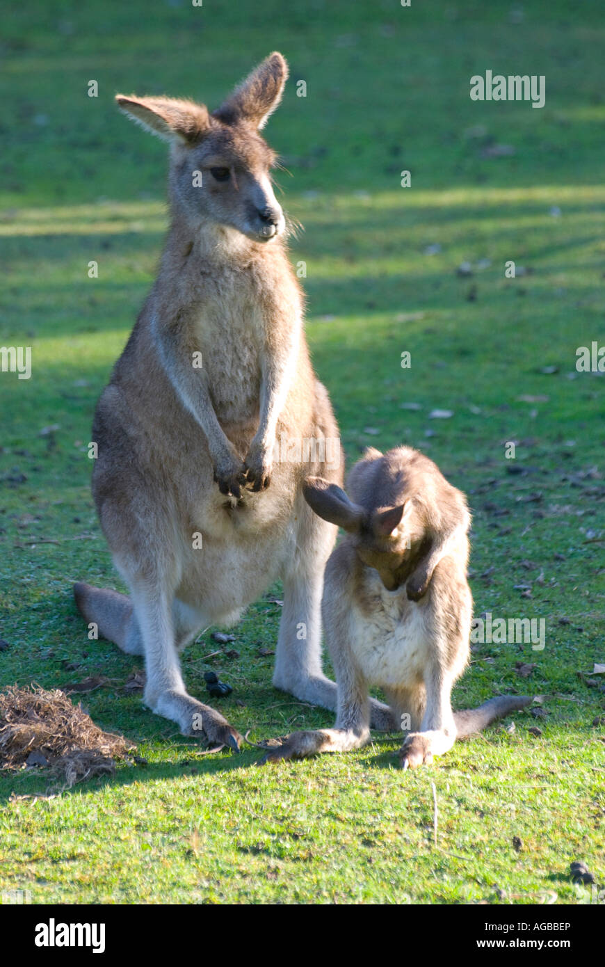Un Wallaby roux avec un jeune joey grooming Banque D'Images